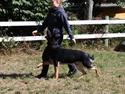 Schæferhund Glarbo Quincy