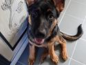 Schæferhund Ziggie