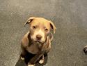 American Bully Eigil