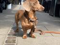 Gravhund Melvin