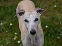 Whippet Ghini