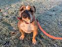 Olde english bulldogge *Baby-Elsa*