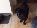 Mops Alfred