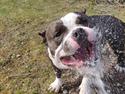 American Bully Diva