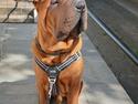 Shar pei Artur