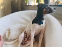 Dansk svensk gaardhund Buster