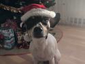 Dansk svensk gaardhund Luna