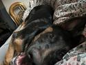 Schæferhund Amy