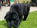 Schæferhund Vega