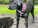 Dogo canario Saga