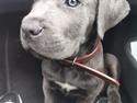 Cane corso Blue