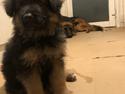 Schæferhund Sofus