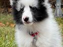 Shetland sheepdog Akyra Hyena´s Dream