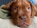 Dogue de bordeaux Jytte