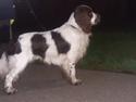 Engelsk springer spaniel Jackson