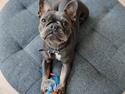 Fransk bulldog Bella