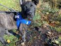 Hollandsk hyrdehund Max