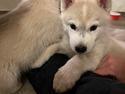 Siberian husky Phoenix (Special Effect Friendly Ghost)