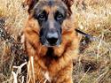 Schæferhund Nanne aka Nano