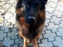 Schæferhund Almebo's Rimmie. (Aika).