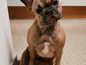 Fransk bulldog Bella