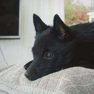Schipperke Umi (Iumi Taien)
