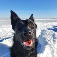 Australsk kelpie Makeelsa's Amazing Seia