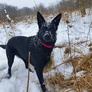 Australsk kelpie Makeelsa's Amazing Seia