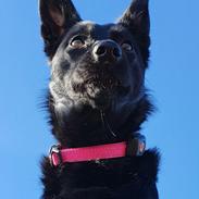 Australsk kelpie Makeelsa's Amazing Seia