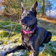 Australsk kelpie Makeelsa's Amazing Seia