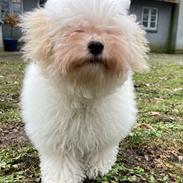 Bolognese Sally