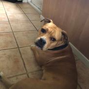 Staffordshire bull terrier Karma