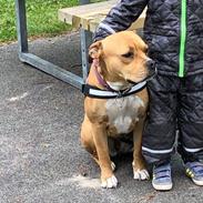 Staffordshire bull terrier Karma