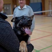 Schæferhund Glarbo Quincy