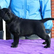 Labrador retriever Glorylines Hot In Heels (Hollie)