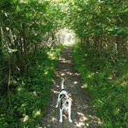 Jack russell terrier Hunni