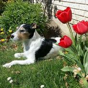 Jack russell terrier Hunni