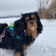Cavalier king charles spaniel Buster