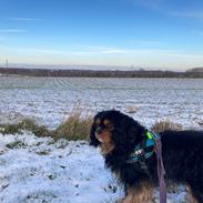 Cavalier king charles spaniel Buster