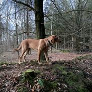 Labrador retriever Otto