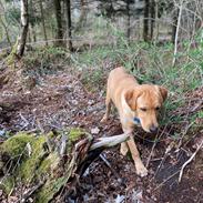 Labrador retriever Otto