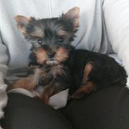 Yorkshire terrier Silke