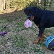 Rottweiler Bella