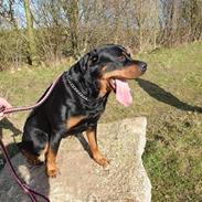 Rottweiler Bella