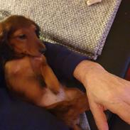 Miniature gravhund Svante