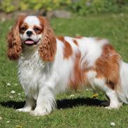 Cavalier king charles spaniel Team Hansen's New Creation (Kenzo)