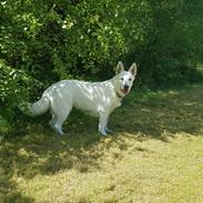 Hvid Schweizisk Hyrdehund Alba