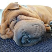 Shar pei Artur