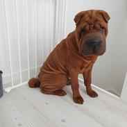 Shar pei Artur