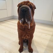 Shar pei Artur
